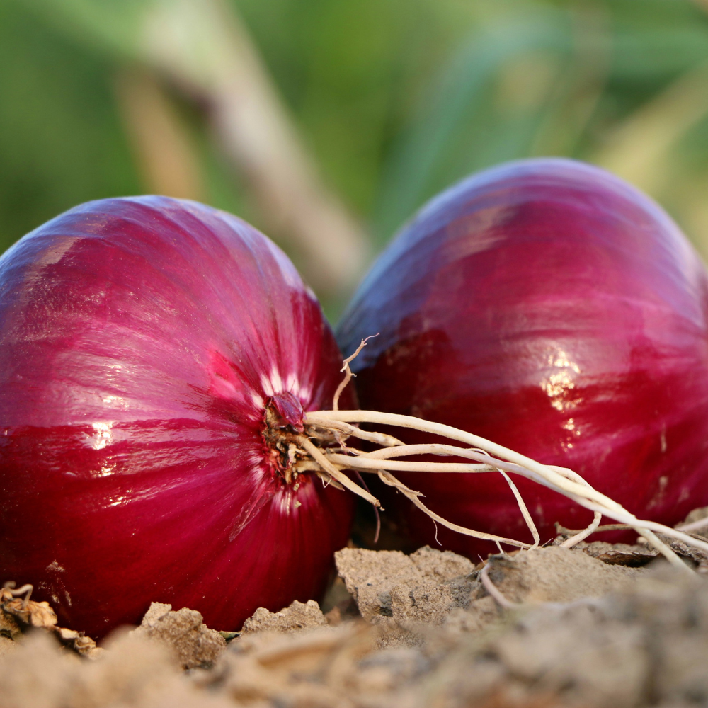 Onion Export